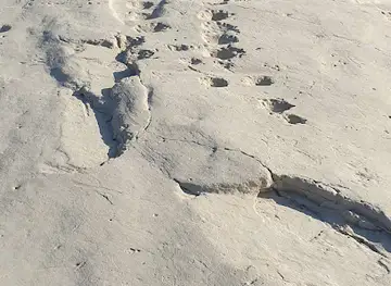 Rock Carvings