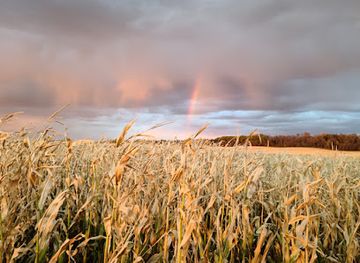 canada/pembina-valley/landmark/king-korn-maze