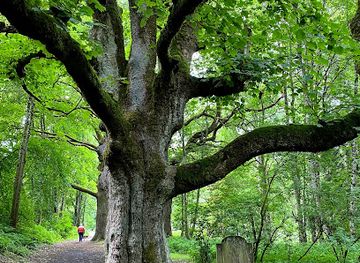 united-kingdom/scotland/landmark/birnam-oak