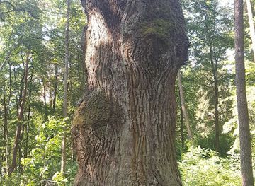 lithuania/kaunas-region/landmark/taikos-kalno-azuolas