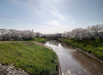 japan/nara/landmark/cherry-trees-on-the-saho-river