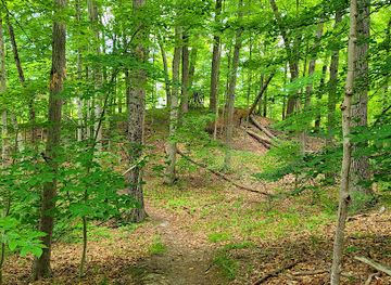 michigan/traverse-city/landmark/protected-native-american-trail-marker-tree