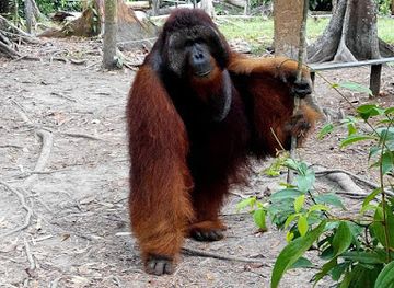 indonesia/tanjung-puting-national-park/landmark/tanjung-puting-borneo-tour