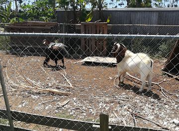 the-bahamas/grand-bahama-island/landmark/ol-freetown-farm