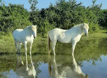 Visite Manade Camargue Camargu'oustau - ARLES