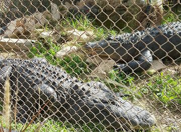 israel/negev/landmark/negev-zoo