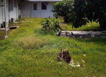 kiribati/kiritimati/landmark/london-kiritimati-hospital