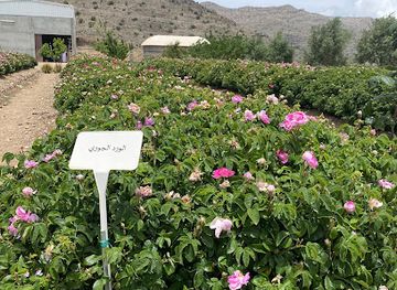 oman/jebel-akhdar/landmark/al-jabal-al-akhdar-rose-water-plant