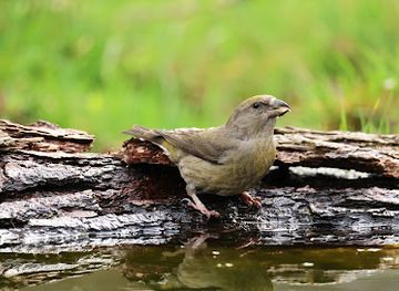 netherlands/gelderland/landmark/vogelkijkhut-schaarsbergen