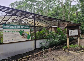belize/mountain-pine-ridge/landmark/green-iguana-conservation-project