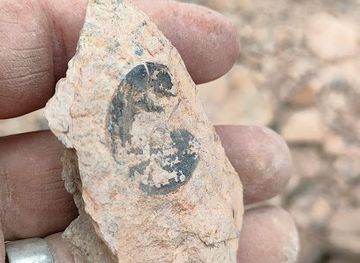 tunisia/the-nefzaoua/landmark/fossiles