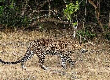 sri-lanka/ampara-district/landmark/super-tour-arugam-bay