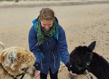 ireland/achill-island/landmark/achillislandalpacas