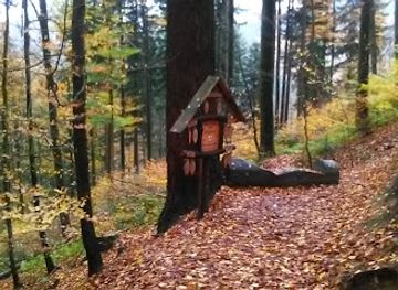 germany/black-forest/landmark/tallest-tree-in-germany