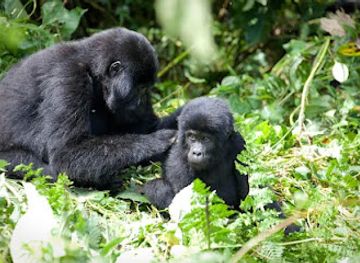 uganda/northern-region/landmark/mgahinga-gorilla-national-park