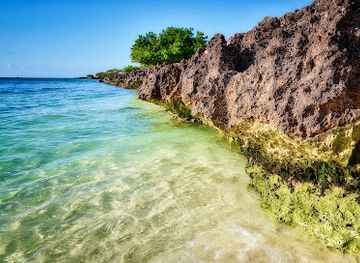 aruba/natural-pool/landmark/fofoti-tree