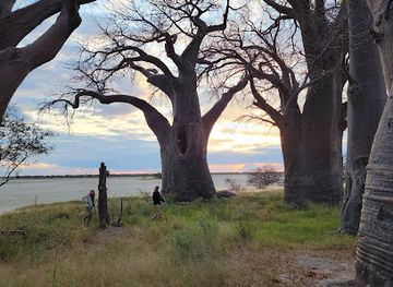 botswana/central-district/landmark/baines-baobabs