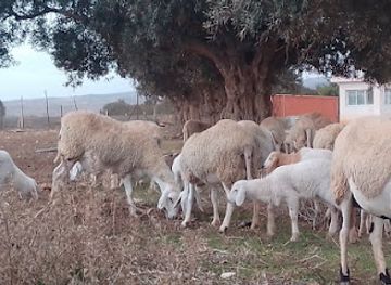 algeria/high-plateaus/landmark/mazraat-alhaje-largo-abd-kader