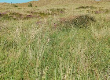 denmark/laso/landmark/danzigmann