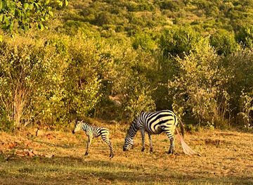 kenya/maasai-mara/landmark/nashulai-maasai-conservancy