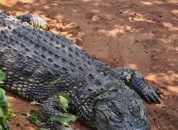 botswana/chobe-district/landmark/chobe-crocodile-farm