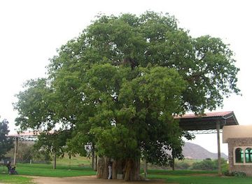 eritrea/hamasien/landmark/mariam-dearit
