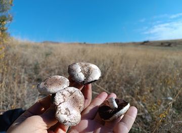 armenia/sisian-petroglyphs/landmark/shampinyonneryere