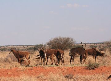 south-africa/northern-cape/landmark/mokala-national-park