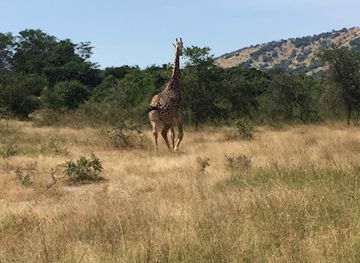 rwanda/akagera-national-park/landmark/izere-safaris-rwanda