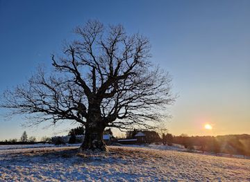 estonia/viljandi-county/landmark/viiralti-tamm