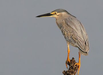 singapore/sungei-buloh-wetland-reserve/landmark/platform-1