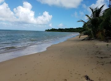 puerto-rico/vieques-island/landmark/parque-de-la-ceiba-de-vieques-reserva-natural