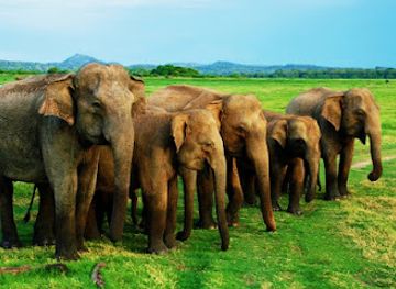 sri-lanka/minneriya-national-park/landmark/minneriya-national-park-safari