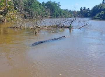 sri-lanka/matara-district/landmark/nilwala-crocodile-safari-matara