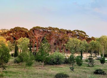 cyprus/troodos-national-forest-park/landmark/eucalyptus-grove