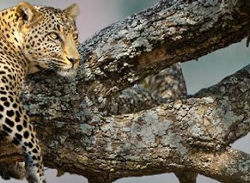 tanzania/northern-zone/landmark/tanzania-adventure-tanzania-tour-operator-tanzania-2000-adventure