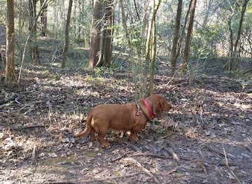 south-carolina/summerville/landmark/bacon-s-bridge