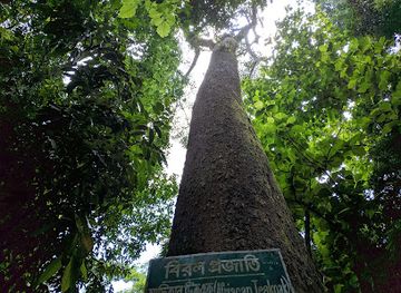 bangladesh/lawachara-national-park/landmark/lawachara-forest