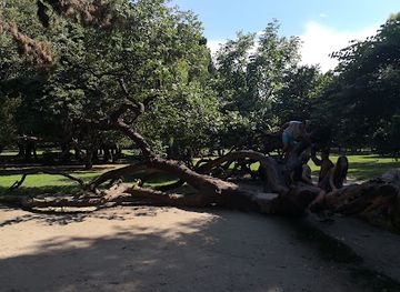 bulgaria/varna/primorski/landmark/crooked-tree-varna