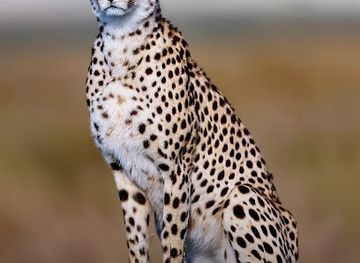 tanzania/masai-steppe/landmark/cheetah-s-rock