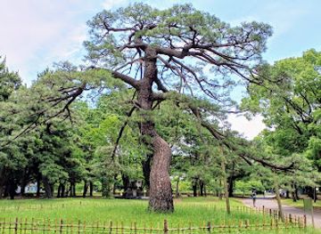 japan/kanto/landmark/pine-tree-of-imperial-troop-review