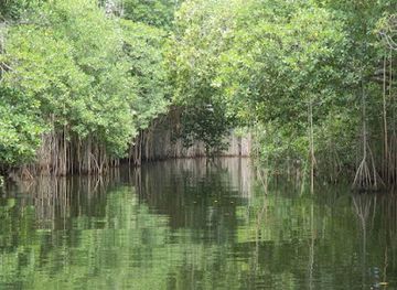 jamaica/blue-mountains/landmark/blue-mountains-jamaica