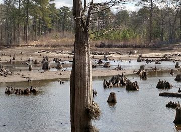north-carolina/sandhills/landmark/carvers-creek-state-park