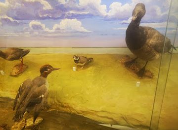 united-kingdom/essex/landmark/mersea-island-museum