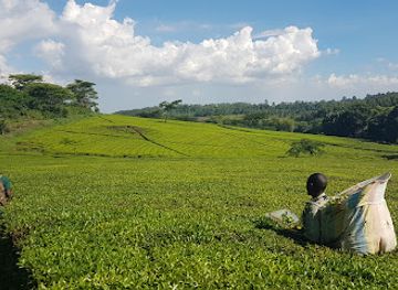 malawi/lake-malawi/landmark/satemwa-tea-coffee-estate