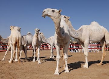 united-arab-emirates/western-region-al-dhafra/landmark/al-dhafra-festival