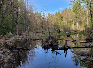 new-hampshire/lakes-region/landmark/manchester-cedar-swamp-preserve-tnc