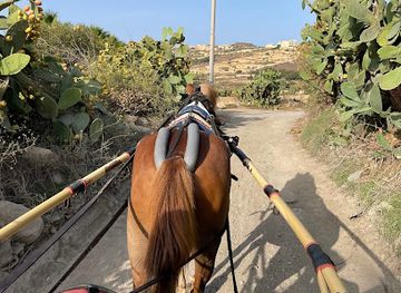 malta/xaghra/landmark/lino-stables-horse-riding