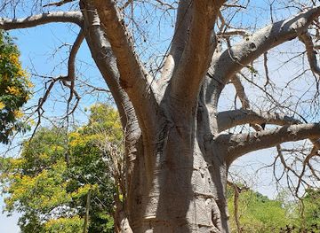 tanzania/dar-es-salaam/masaki/landmark/baobab-tree