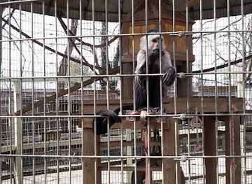 virginia/luray-caverns/landmark/luray-zoo-a-rescue-zoo